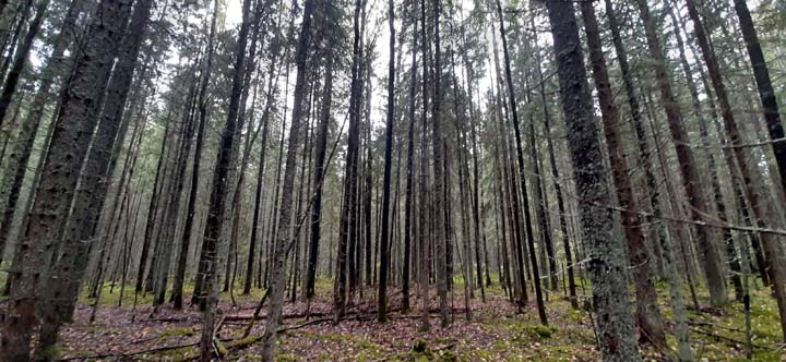 лес фото