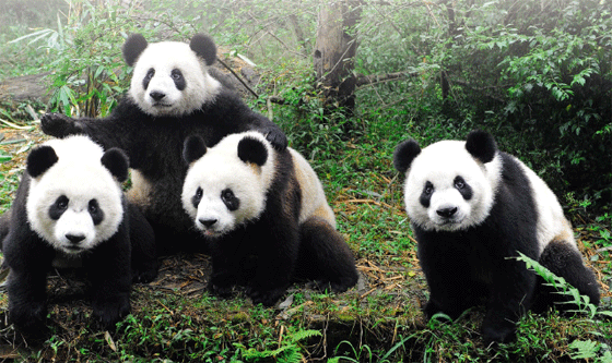 панда животное занесенное в красную книгу 