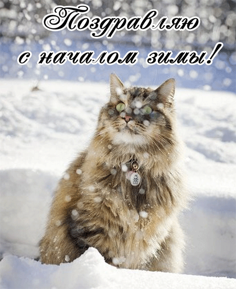 пушистый котик на снегу