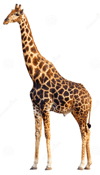 загадки про жирафа