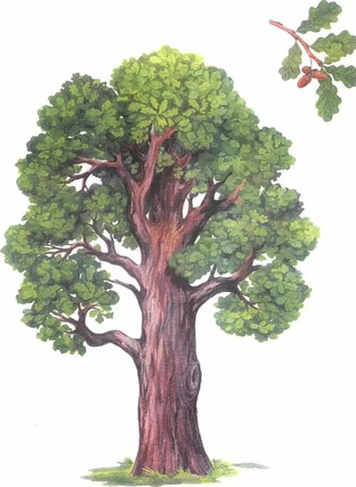 рисунок дуб